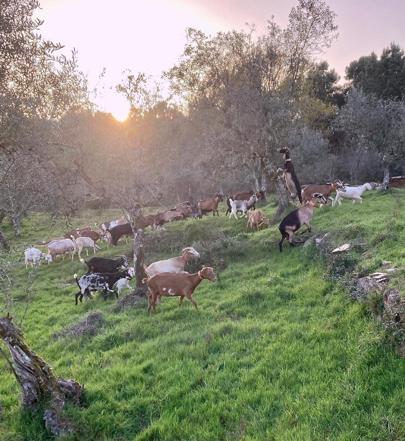 Porturama Bed & Breakfast Mouronho Dış mekan fotoğraf